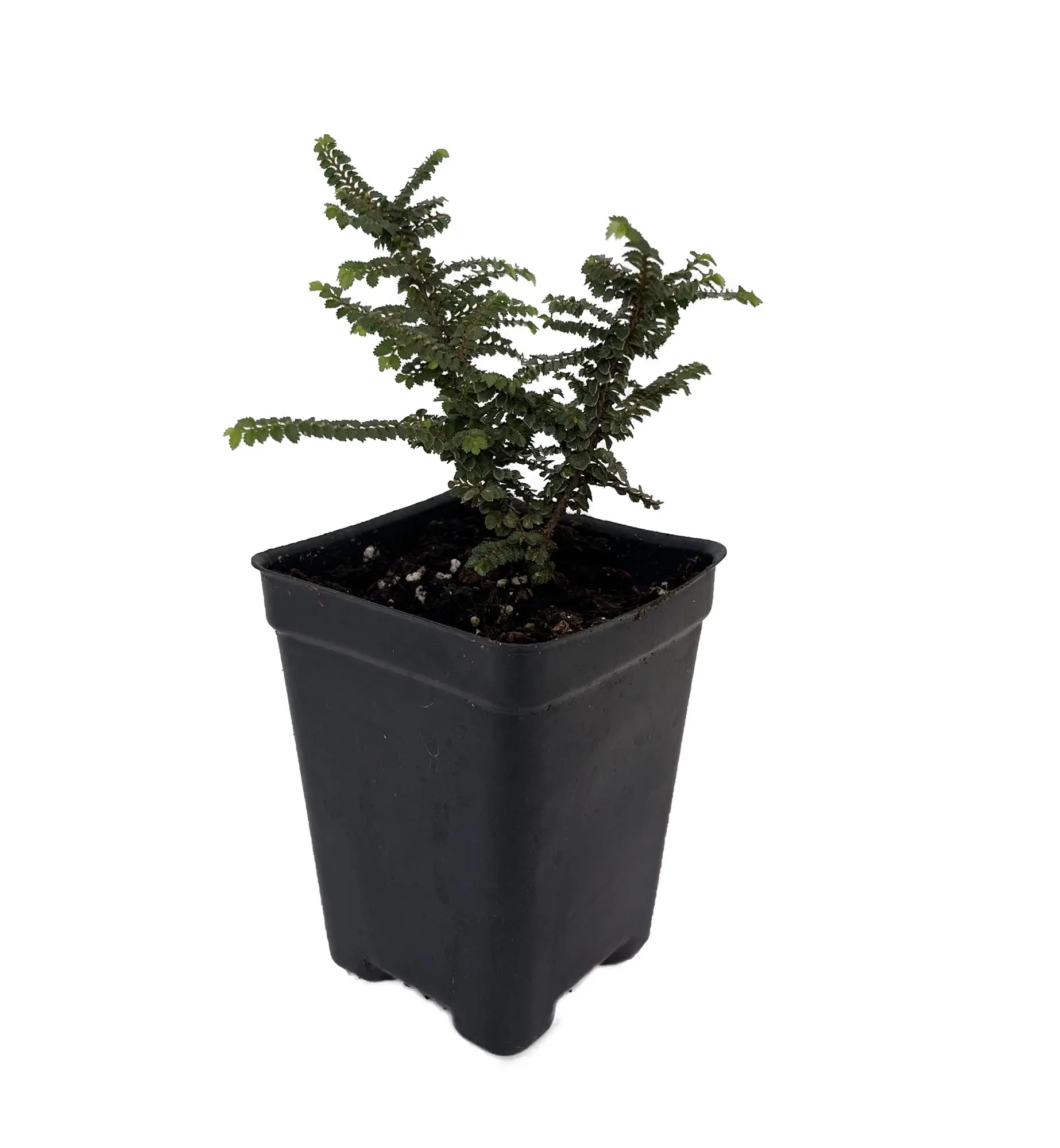 Hokkaido Dwarf Chinese Elm - Ulmus parvifolia - 2.5" Pot - Fairy Garden/Bonsai