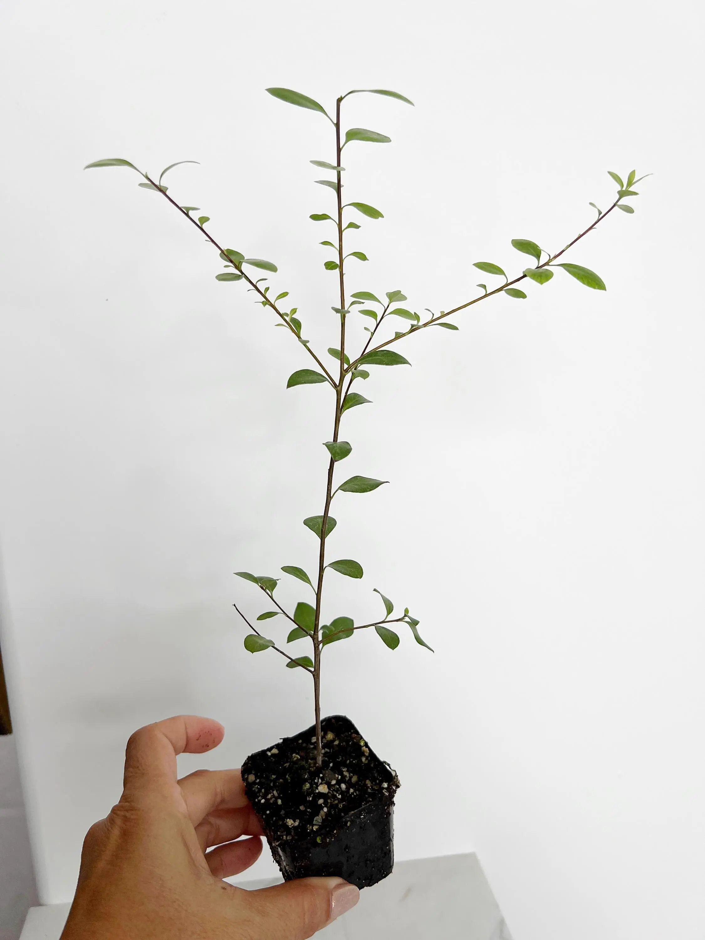 Pittosporum Silver Sheen – Low-Maintenance Privacy Hedge Shrub