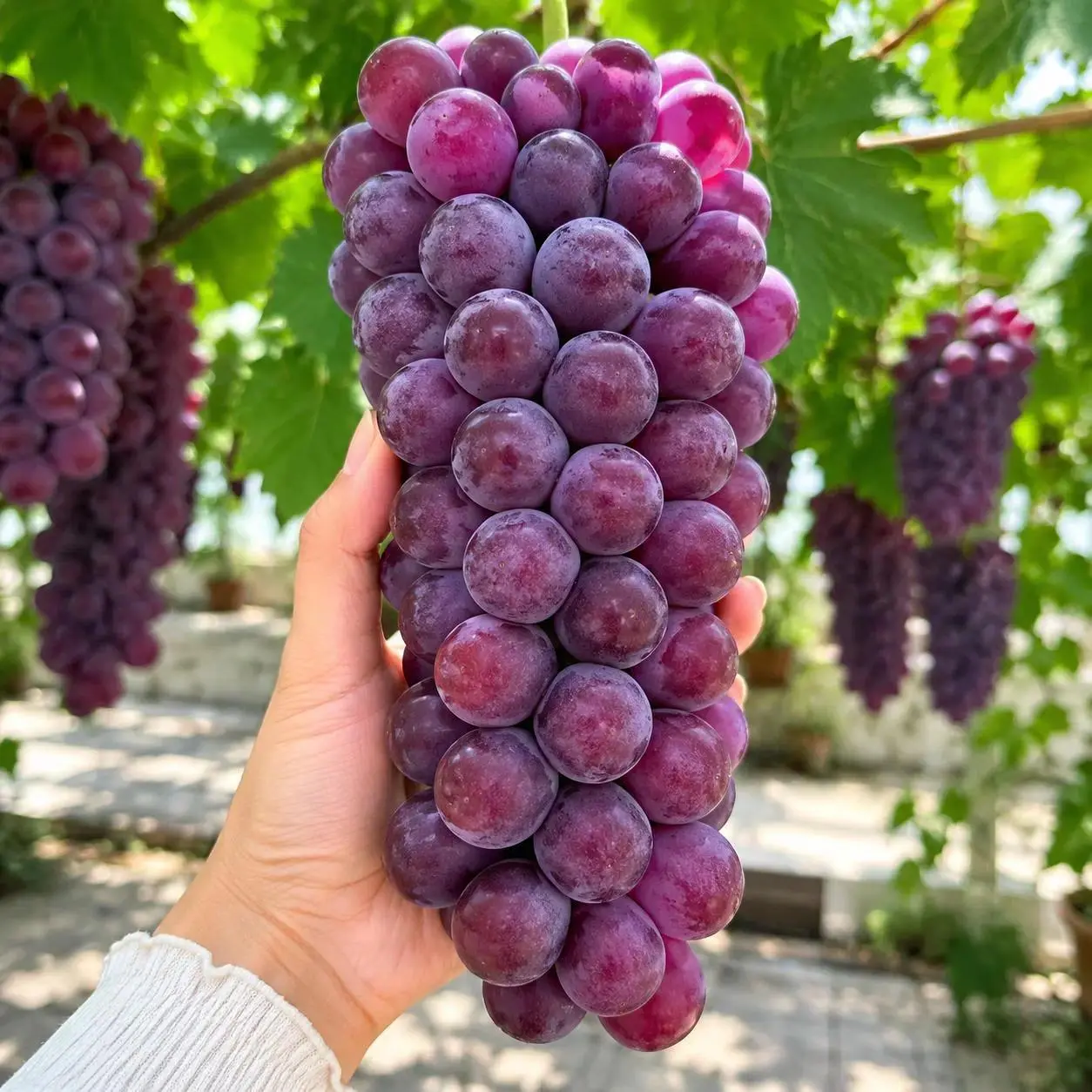 30 Premium Purple Grape Seeds - Extra Sweet Juicy Table Grapes with Attractive Hanging Clusters for Backyard Gardens, Balcony Containers