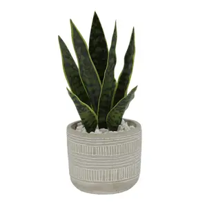 Flora Bunda CS3085E-GY 12 in. Snake Plant in 4.75 in. Pueblo Cement Pots, Gray
