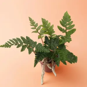 Rabbit's Foot Fern – Indoor Live Plant, Fun & Whimsical Ferm, Trailing Rhizomes, Air Purifying, Beginner Friendly, Pet Friendly, Bright Light