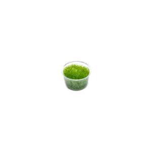 Utricularia Graminifolia Tissue Culture - Small Cup