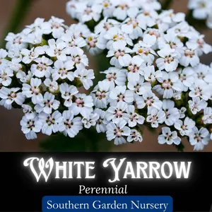 White Yarrow Heirloom Flower Seed Pack, Herb Garden Seed Packets, Medicinal Herb Seed, Non-GMO Heirloom Variety Wild Flower & Companion Plant for Your Pollinator-Friendly Garden