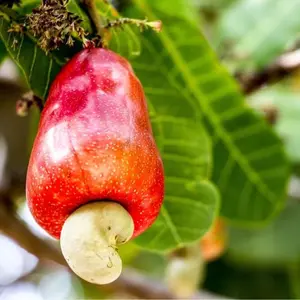 Cashew Tree Seeds for Planting (6 Seeds) - Anacardium occidentale