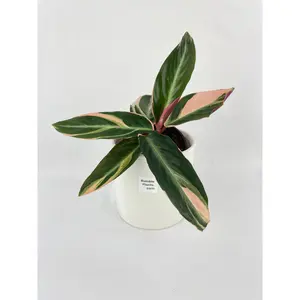 Calathea Triostar (Stromanthe Sanguinea)