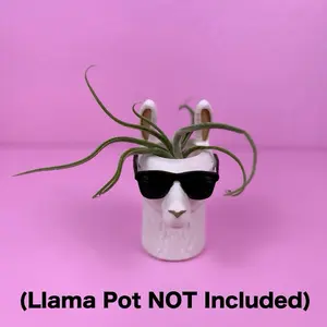 Tillandsia Bulbosa 4” | Air Plant | Collector Plant