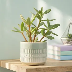 Peperomia kimnachii