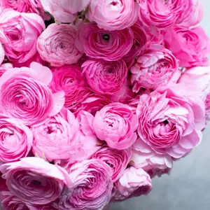 Amandine Barby Ranunculus Corms (10)