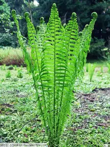 10 Ostrich Fern Glade Perennial Woodland Bare Root Shade Garden