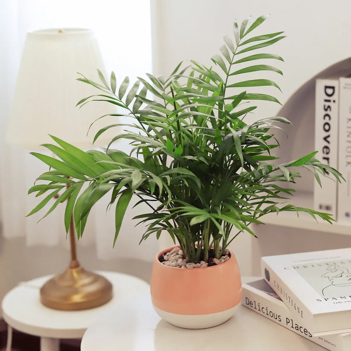 Parlor Palm Parlor Palm