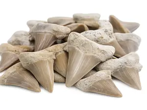 Large Shark Tooth Fossil 2” Natural Grade A Specimen | Real Fossil for Collection, Display & Educational Use