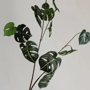 Monstera Stem