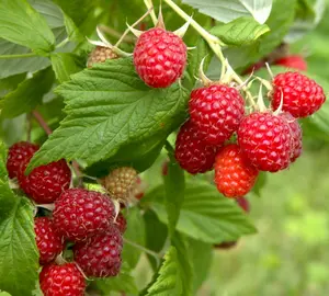 Caroline Red Raspberry Plants Live for Planting, Red Raspberry Bush Live Plant 5 to 6 Inch Tall, Sweet Raspberries Fruit Seedling