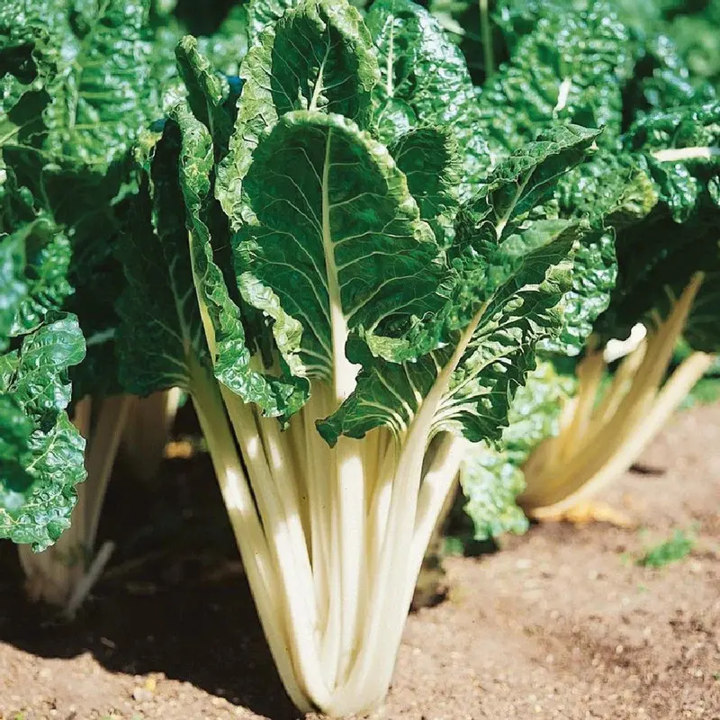 Lucullus Swiss Chard Seeds (Beta vulgaris subsp. cicla) Heirloom chard with thick white stems and crinkled green leaves. Heat-tolerant and perfect for greens or stir-fries