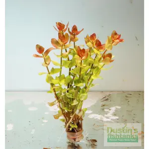 Bacopa caroliniana 'Yellow flame' (GOLDFISH PROOF!)