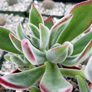 Ruby Slipper Succulent ‘Echeveria harmsii’