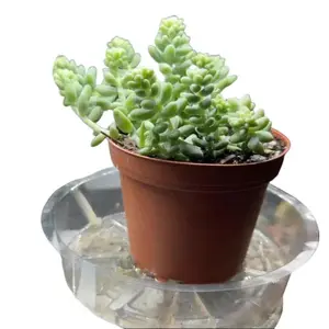 Sedum Burrito - Donkey Tail Trailing Succulent Plant in 4" Pot