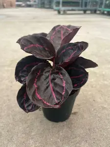 LZ06  Calathea Dottie Prayer Plant | 4 Inch Indoor Foliage Plant for Home & Office Decor