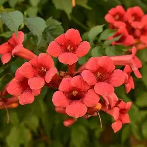 25 Red Trumpet Creeper Vine Seeds Hummingbird Bush  Seeds
