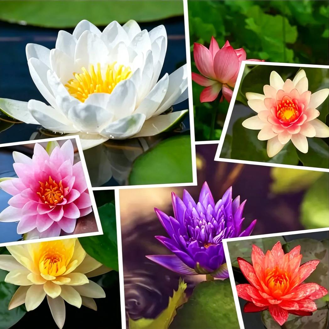 20 Pcs Mixed Water Lily Seeds - Colorful Bowl Lotus Flower Plant for Home Pond - Non-GMO Aquatic Bonsai Seeds (Multicolor)