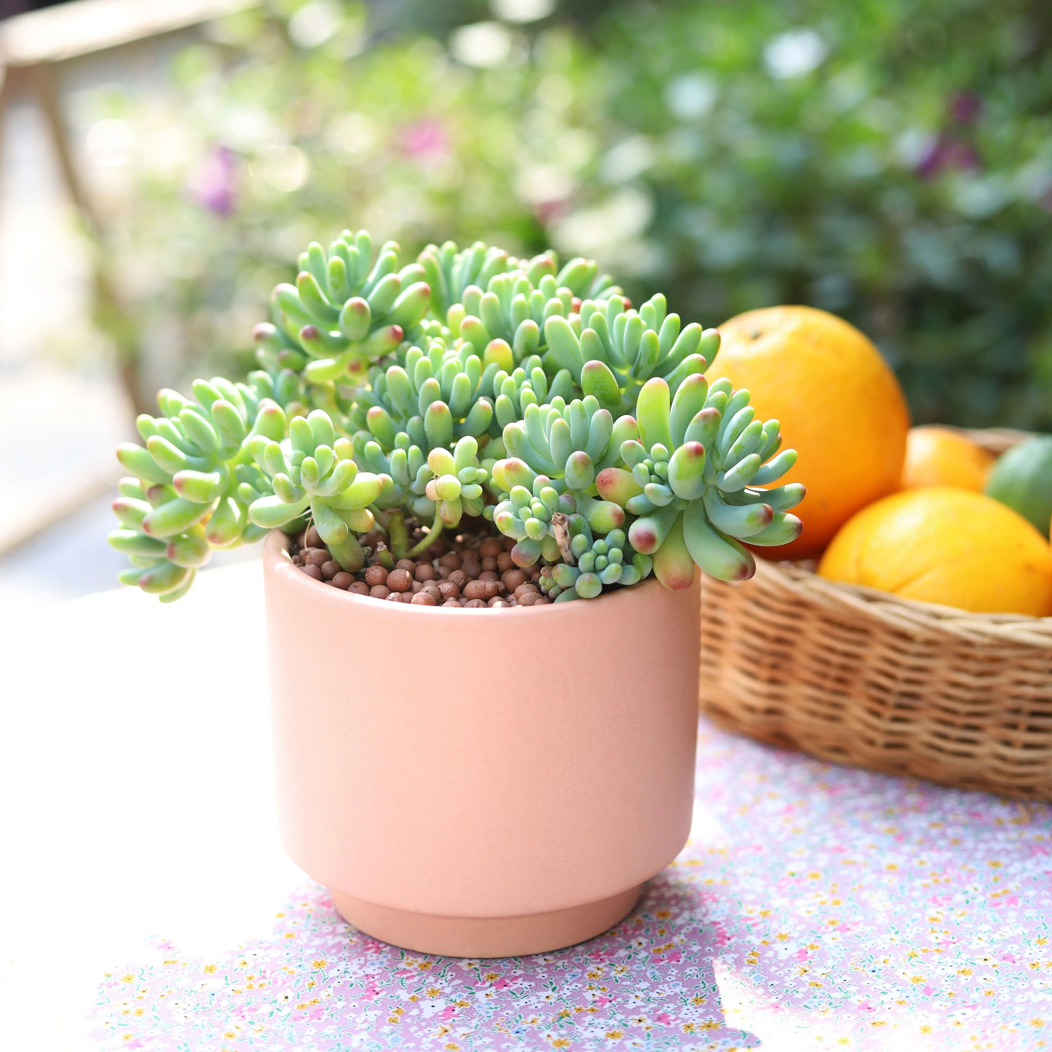 Blue Jelly Bean Sedum