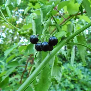 50 Black Nightshade Seeds for Planting,  Solanum Nigrum Hierba Mora Seeds