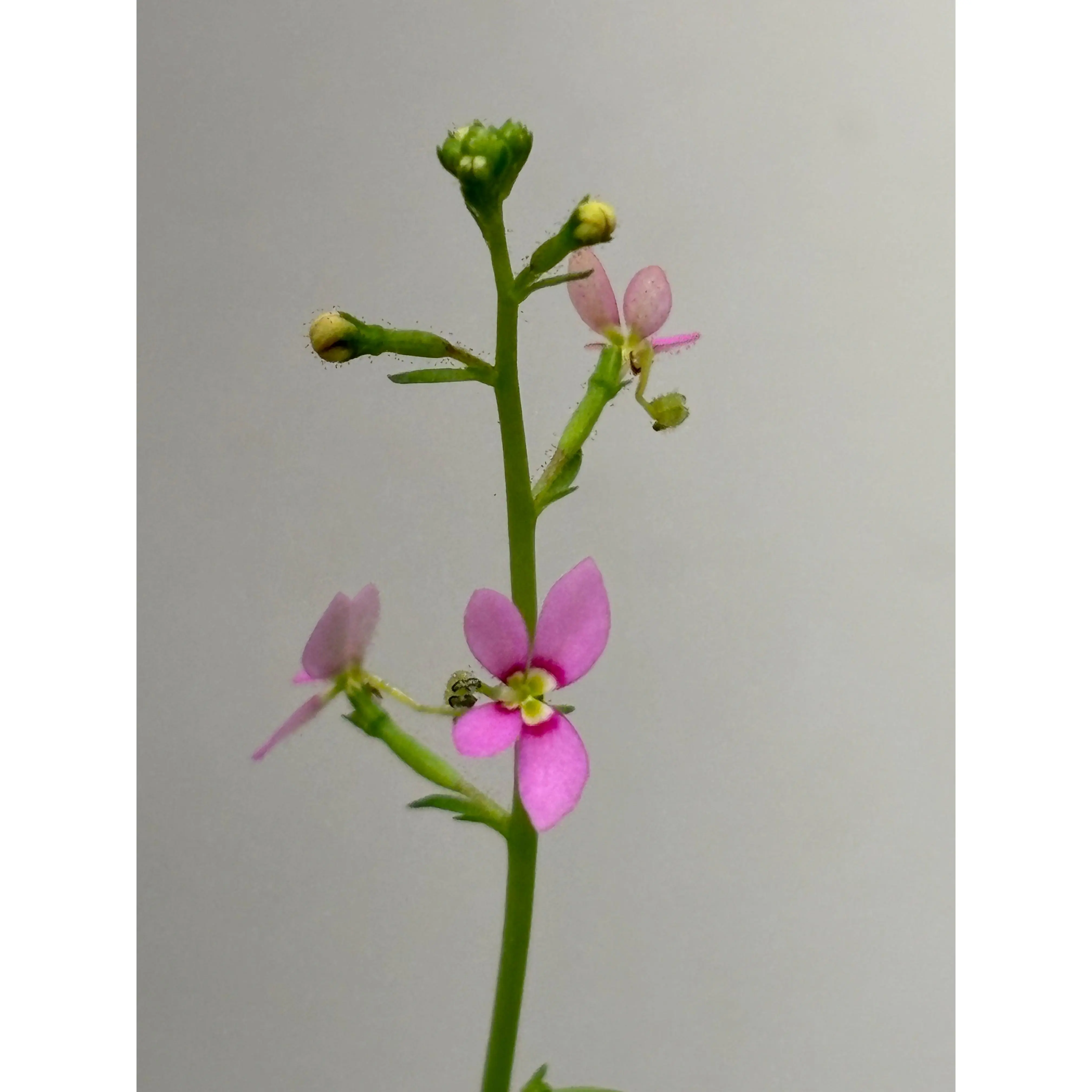 Stylidium debile - TikTok Shop