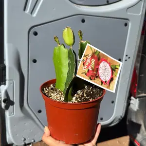 Dragon Friut plant 6 in pot