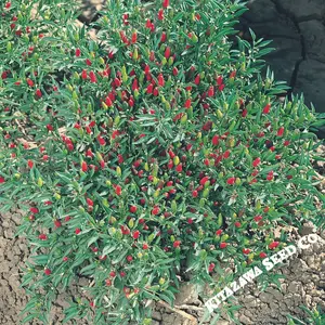 Pepper Seeds - Hot - Thai Ornamental