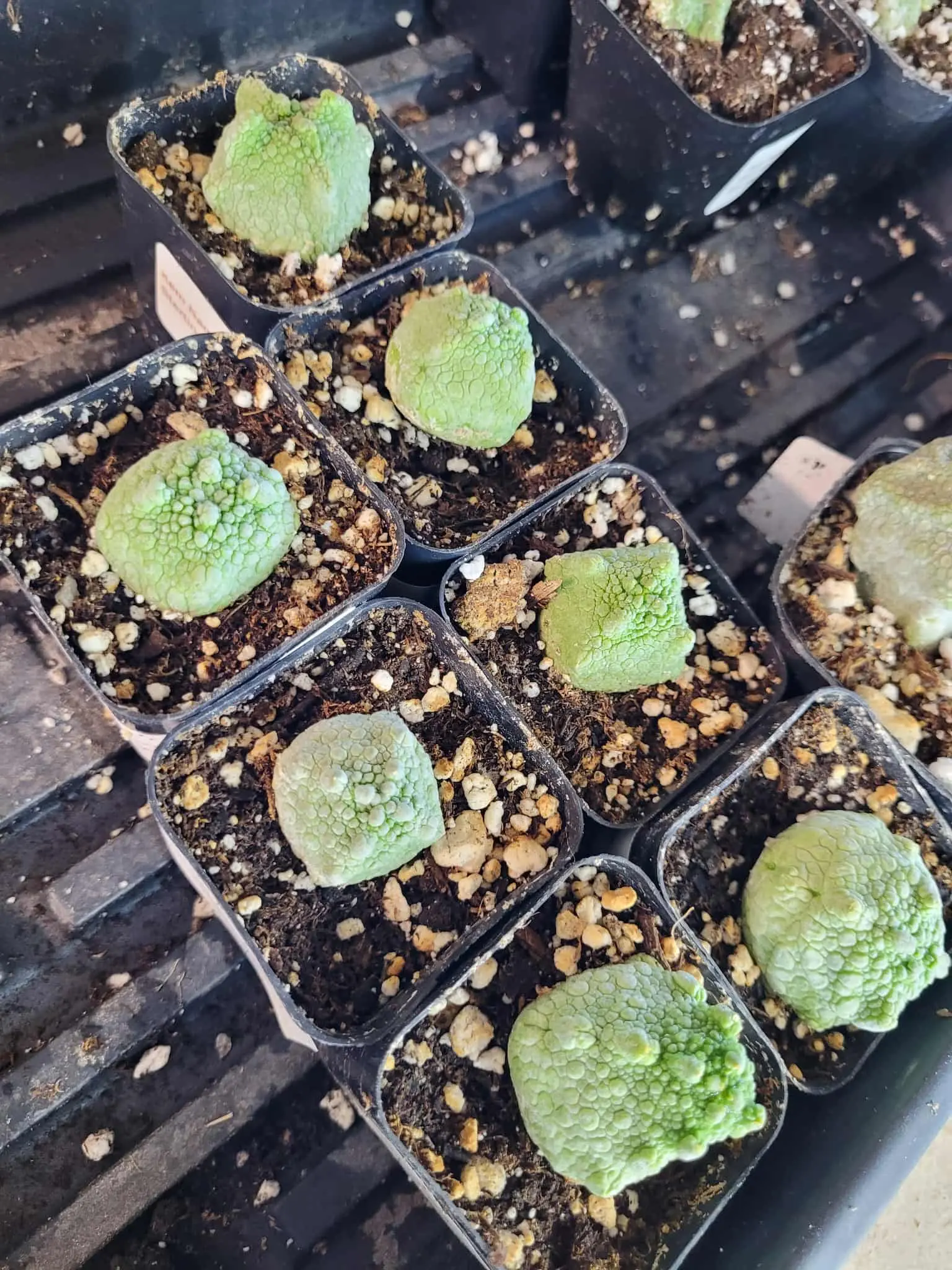 Pseudolithos Cubiformis Live Succulent - Handpicked During Show With Professional Plant Selection, Distinctive Appearance, Captivating Addition for Succulent Enthusiasts With Surprise Element