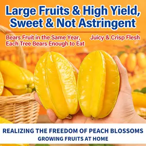 (ML#ZR)Live Starfruit Tree Seedling | Carambola Tropical Fruit Plant | Unique Garden Tree for Patio Backyard | Container Grow Fruit Tree