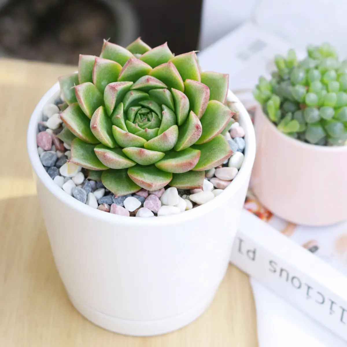 Echeveria 'Tortuga'