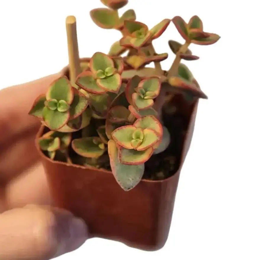 Calico Kitten - Crassula Pellucida Variegata - Live Trailing Succulent in 2" Pot