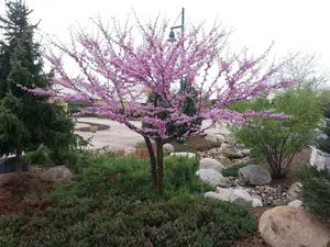 Eastern Redbud Tree (Cercis Canadensis Judas Tree) Bare-Root Live Seedling, Drought-Tolerant, Compact & Versatile, Attracts Bees, Edible & Delicious Garden Plant