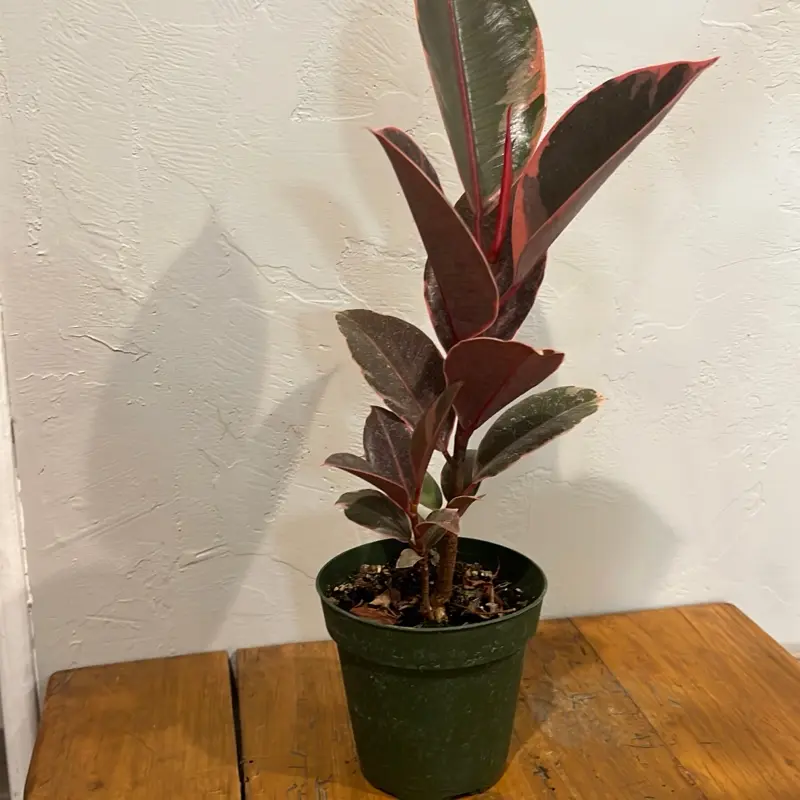 Rubber Tree - Ficus elastica Live Indoor Houseplant for Home Office Decoration