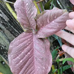 Syngonium Pink -  House Plant - lightly Rooted, Bright Indirect Light, Keep Soil Evenly Moist, Indoor Plant