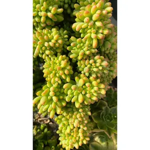 2"Live Succulent Sedum Alice Evans