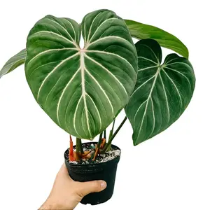 Philodendron Gloriosum – Indoor Live Plant, Velvety Heart-Shaped Leaves, Striking White Veins, Medium Size, Air Purifying, Rare Tropical Aroid, Bright Indirect Light, Beginner Friendly, Statement Houseplant
