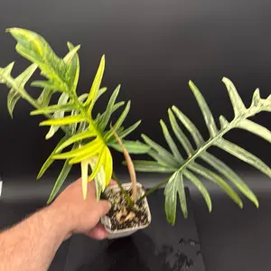 Fishbone variegated Tortum x Florida 4” pot philodendron rare house plant