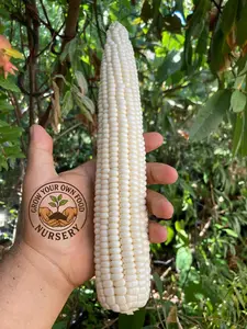 Open-Pollinated Heirloom Precoz White Corn Vegetable Seeds - 50 Non-GMO Garden Vegetable Seeds