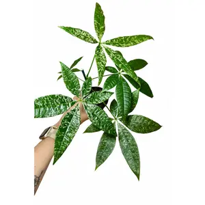 6” Money Tree Variegated
