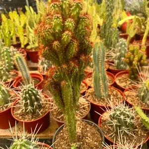 Cereus 6 inch