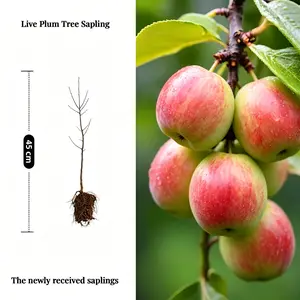 2026 Trend Live Apple Tree Seedlings,Dwarf Fruit Sapling,Perennial Edible Garden Plant,Backyard Orchard Shrub,Outdoor Landscape Tree,Cold Hardy,Drought Resistant,Fast Growing,Sweet Crisp Apple,High Yield,Easy Care,Potted Outdoor Decor for Yard,Patio,Farm
