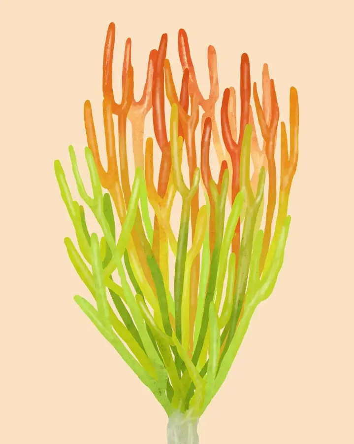 Fire Stick Cuttings - Euphorbia Tirucalli Cuttings - Medium Pencil Cactus Cuttings - Live Succulent for Propagation