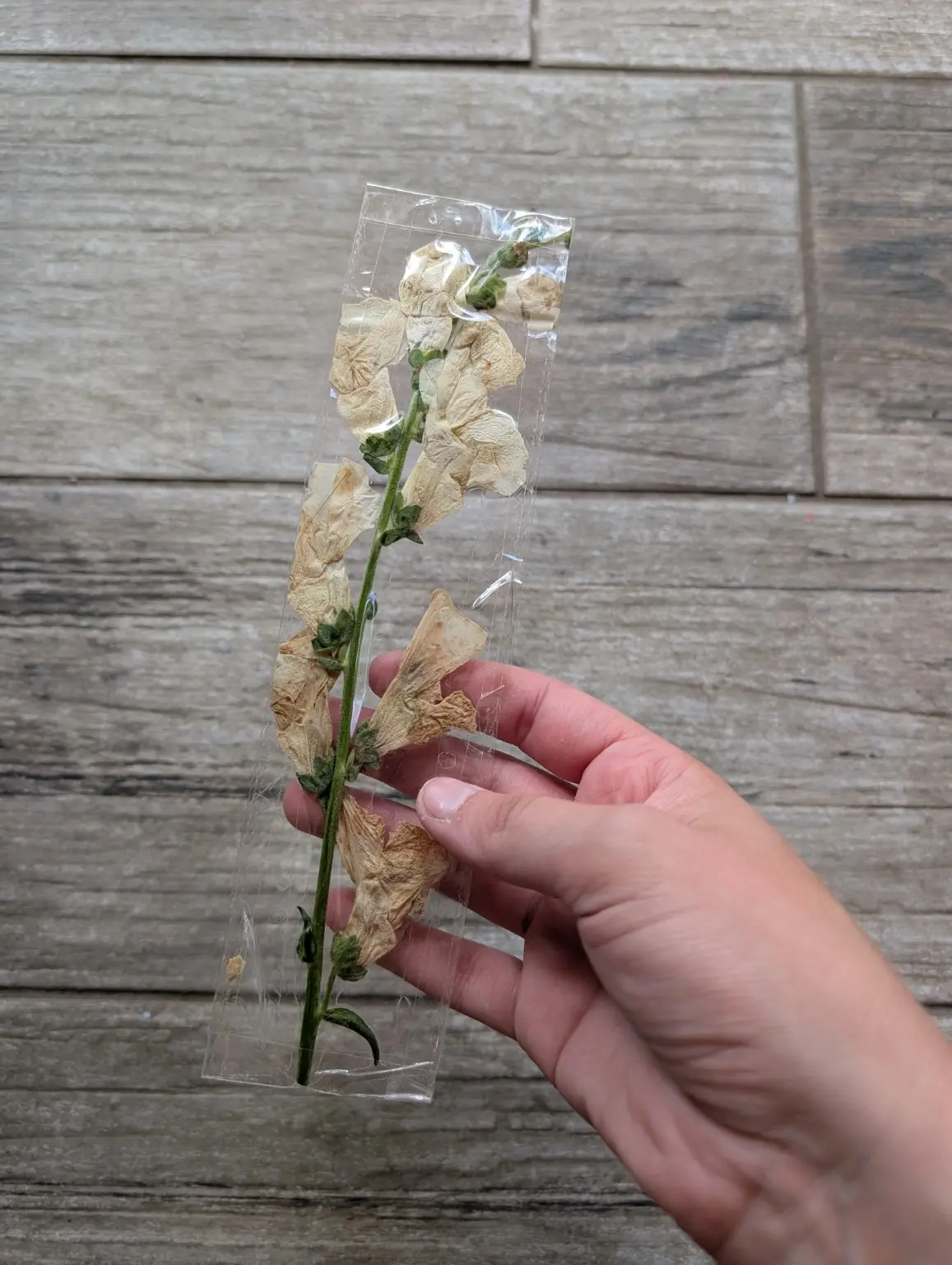 Transparent Pressed Flower Bookmark