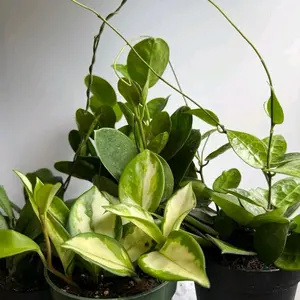 Hoya Mystery Bundle Box - 3 Hoya Plants