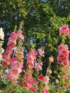 Rare Hollyhock Seeds - 200pcs Mixed Colors, Four Seasons Sowing for Garden Viewing & Outdoor Landscaping