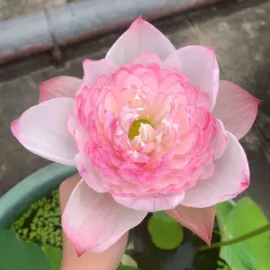 Bowl Lotus Seeds Mixed Lotus Seeds for Planting Water Features Lotus Flower Seeds Indoor Bonsai Outdoor Pond Aquatic Plants Flowering
