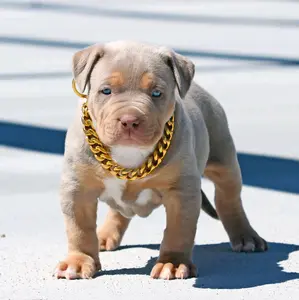 Dog fashion Chains