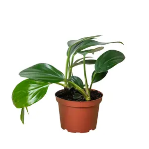 212 MAIN Variegated Philodendron Dragon Tail Tropical House Plant - Variegated Houseplant, 4 in. Plastic Pot, Indoor Wall Home Decor Accent